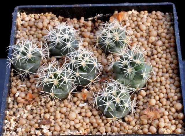 Coryphantha_tripugionacanth